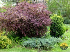 Барбарис оттавский 