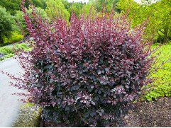 Барбарис оттавский 