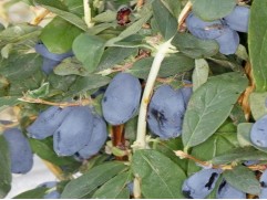 Жимолость Жимолость