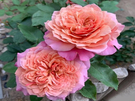 Роза шраб Роза шраб