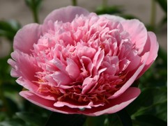 Пион гибридный 