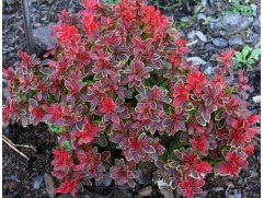 Барбарис Тунберга 