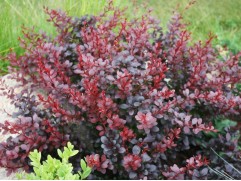 Барбарис Тунберга 