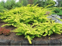 Барбарис Тунберга 