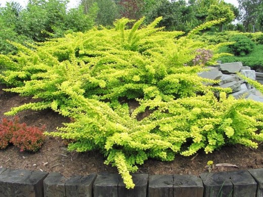 Барбарис Тунберга Барбарис Тунберга