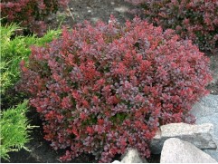 Барбарис Тунберга 