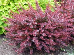 Барбарис Тунберга 