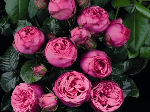 Роза штамбовая Роза штамбовая