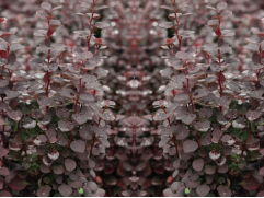 Барбарис Тунберга 