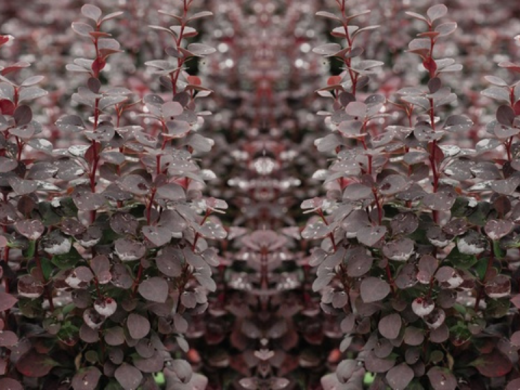 Барбарис Тунберга Барбарис Тунберга