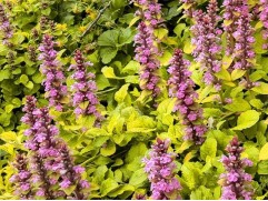 Живучка ползучая 