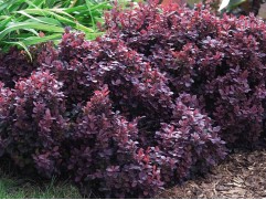 Барбарис Тунберга 