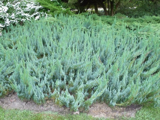 Можжевельник горизонтальный Можжевельник горизонтальный