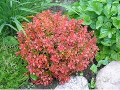 Барбарис Тунберга 