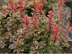 Барбарис Тунберга 