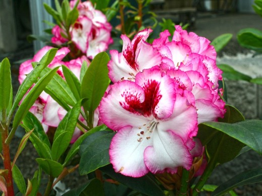 Рододендрон гибридный Рододендрон гибридный