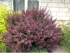 Барбарис Тунберга 