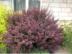 Барбарис Тунберга 