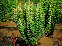 Барбарис Тунберга 