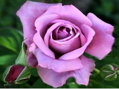 Роза штамбовая 