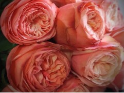 Роза чайно-гибридная 