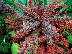 Барбарис Тунберга 