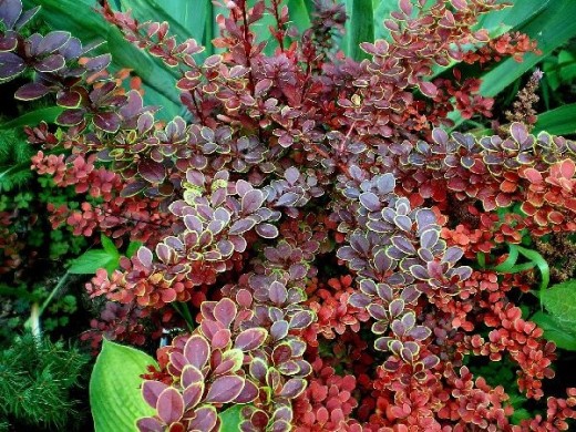 Барбарис Тунберга Барбарис Тунберга