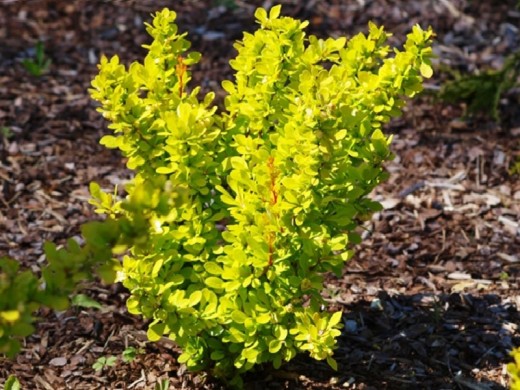 Барбарис Тунберга Барбарис Тунберга