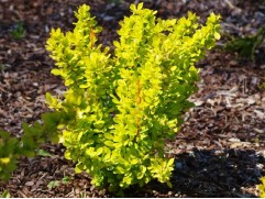 Барбарис Тунберга 