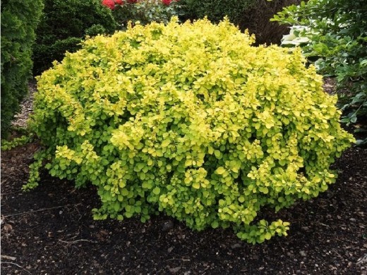 Барбарис Тунберга 