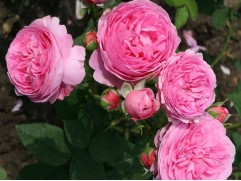 Роза парковая Роза парковая