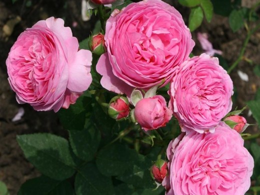 Роза парковая Роза парковая