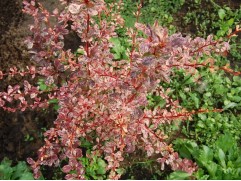 Барбарис Тунберга 