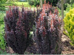 Барбарис Тунберга 