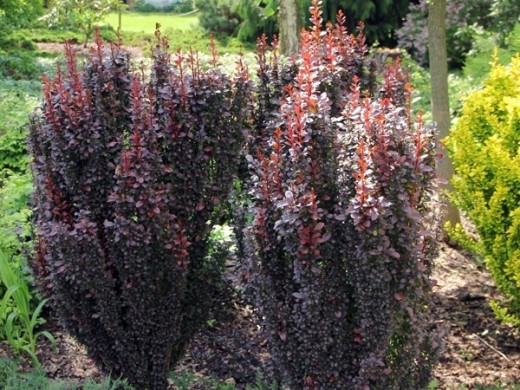 Барбарис Тунберга Барбарис Тунберга