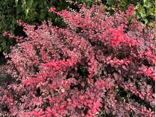 Барбарис Тунберга Барбарис Тунберга