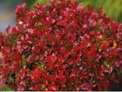 Барбарис Тунберга 