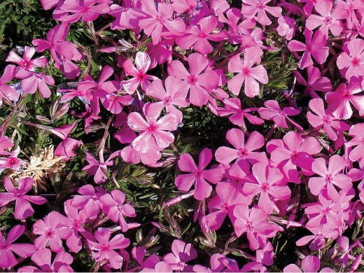 Флокс шиловидный Флокс шиловидный