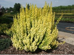 Барбарис Тунберга 