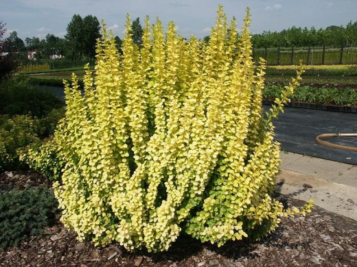 Барбарис Тунберга Барбарис Тунберга