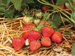 Земляника крупноплодная 