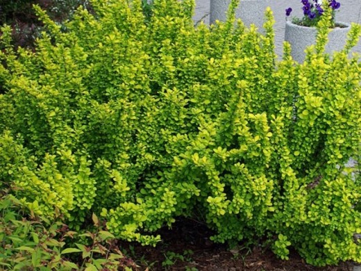 Барбарис Тунберга Барбарис Тунберга