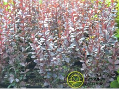 Барбарис Тунберга 