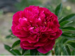 Пион молочноцветковый 