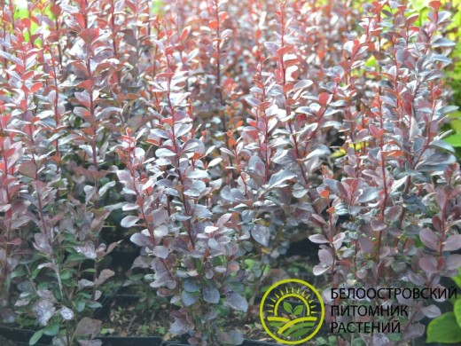 Барбарис Тунберга Барбарис Тунберга