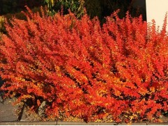 Барбарис Тунберга 