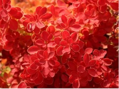 Барбарис Тунберга 