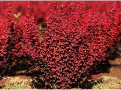 Барбарис Тунберга 