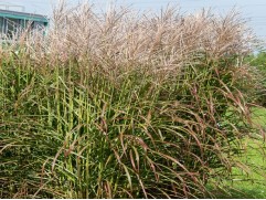 Мискантус китайский 