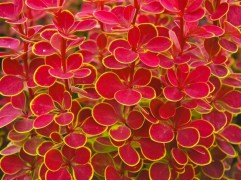 Барбарис Тунберга 